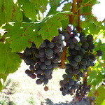 ELDRIDGE ESTATE of Red Hill - 赤