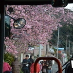 伊豆海鮮 どんぶりや - 河津桜原木は満開！（バス車内から）