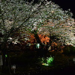 伊豆海鮮 どんぶりや - 桜並木ライトアップ　館橋付近