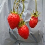 こうちく男爵いちご園 - 