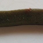 豆子郎 - 蓬、大納言小豆も入っています。