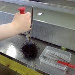 うにむき体験センター - 01軽く刺します