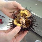 うにむき体験センター - 03そっと手に乗せて開きます（痛くない）