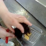 うにむき体験センター - 05専用のザルにあけます