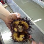 うにむき体験センター - 04スプーンで剥がします