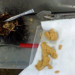 うにむき体験センター - これはメス　色が濃い