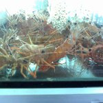 うにむき体験センター - ボタンエビ