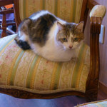 ポンポンマム - ポンポンマムの愛猫・さすけ