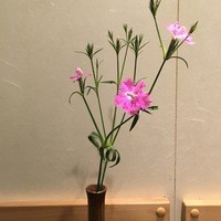 日本料理 太月 - 【16年2月】本日は久しぶりの此方。個室の小手鞠。。。