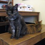 たまゆらん - かげみつ(2016.02)