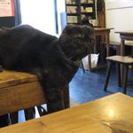 たまゆらん - 獅子(2016.02)