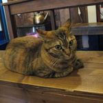 たまゆらん - 福ちゃん(2016.02)