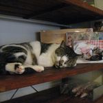 たまゆらん - ヅラヅラ(2016.02)