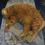 たまゆらん - 最後まで寝ていたサヴォン店長(2016.02)