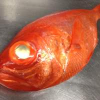 稲取産 金目鯛刺し （冬）