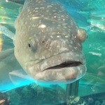 稻香超級漁港 - 