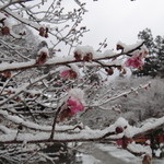 花あかりの宿 柳屋 - 