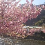 かね吉 一燈庵 - 川面に映える寒桜