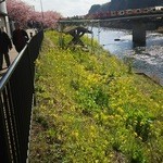 かね吉 一燈庵 - 翌朝は河津桜の名所まで宿の方に送っていただきました(^^)v