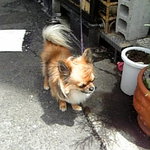 パリワール 新大阪店 - 店の看板犬