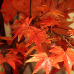 町田全席個室居酒屋 京時雨 - 