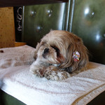 ヴィオレ - まりちゃん