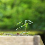 忘れの里 雅叙苑 - 