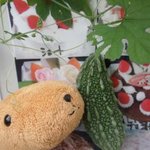 パリジェンヌ洋菓子店 - お店の外のウリ