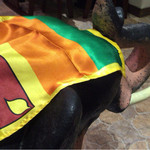 モナラ - 象がスリランカ国旗を纏っている