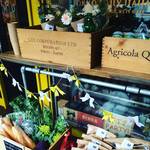 MIO giapponese - 