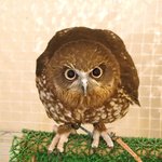 フクロウのみせ - 小型のふくろうです