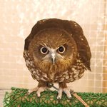 フクロウのみせ - 小型のふくろうです