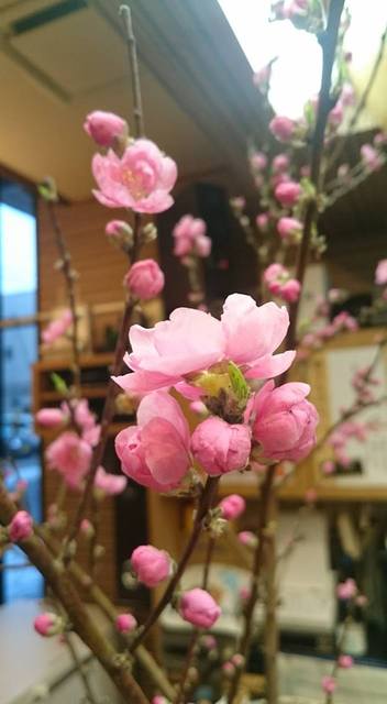 Sushi Shima Uta photo 4