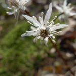イタリアンバール ゴローソ - 荻野運動公園の野草園でこの日撮った、セリバオウレン