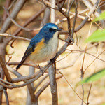 イタリアンバール ゴローソ - 荻野運動公園の野草園でこの日撮った、ルリビタキ