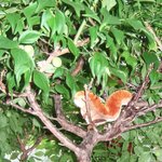 はぐら茶屋 - その木にお住まいのようです（もちろん、ぬいぐるみです）。