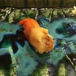 うを徳 - 青柳（握り）