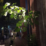 ボタニカルアイテムアンドカフェ シアン - 