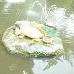 れすとらん花海棠 - 亀の置物です