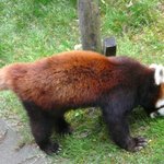 割烹よしのり  - 西山動物園のレッサーパンダ