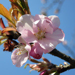 長生うどん - 梅？ですよねぇ～