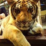 Dining With Tiger - 