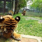 Dining With Tiger - 