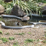 カフェ RU RI - 2016/3　水浴び♡