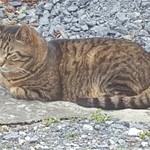 村山 満月うどん - 201603看板猫？