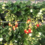 Strawberry Field - 