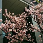 Yakinikutoraji - ビルの入り口：春ですね～