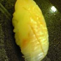 寿司 髙はし - ひらめ昆布〆