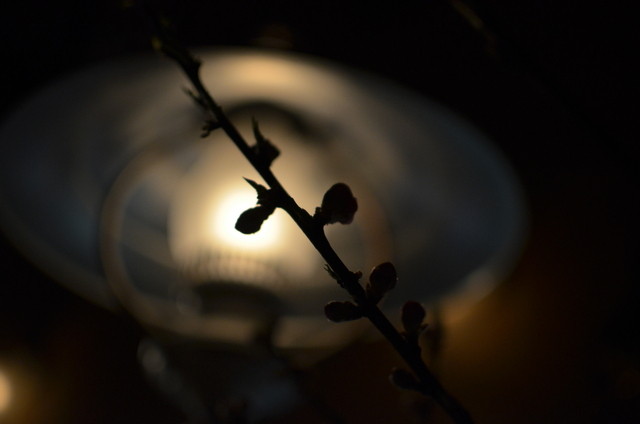 vin-ya jete ashigaru - 古川（イタリアン）の写真