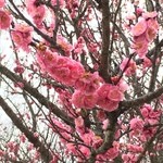 ハンダマ - 駐車場の花桃